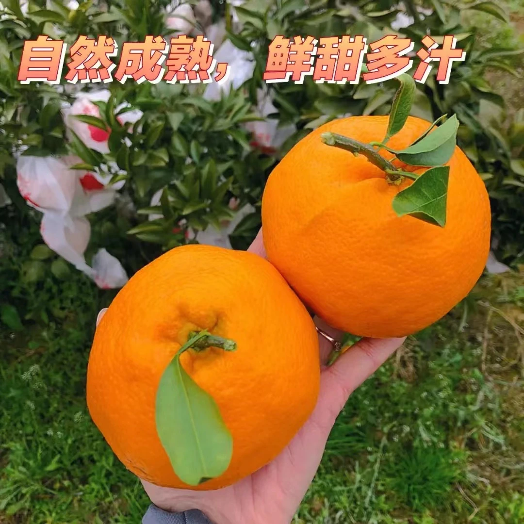 川蜀仁品正宗四川春见耙耙柑爆浆新鲜柑橘8斤装橘子皮薄