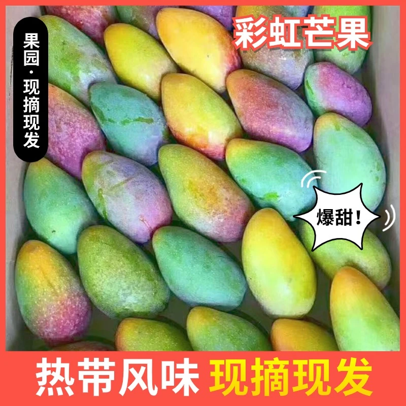 【彩虹芒】攀枝花彩虹芒果高山热带新鲜水果现摘现发味美香甜多汁