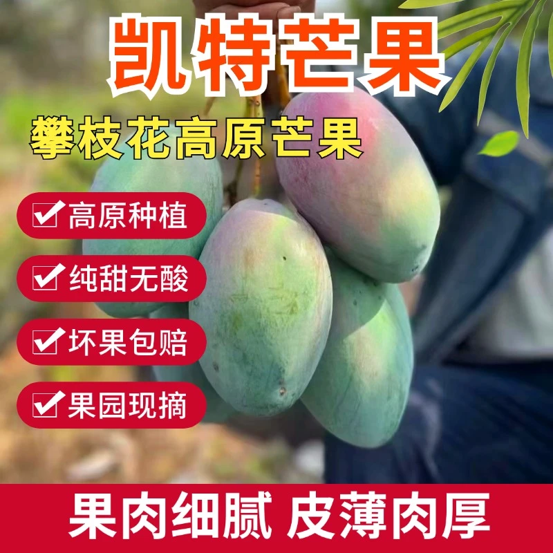 【精品优级果催熟食用】攀枝花青皮凯特芒果香甜多汁带箱5斤包邮