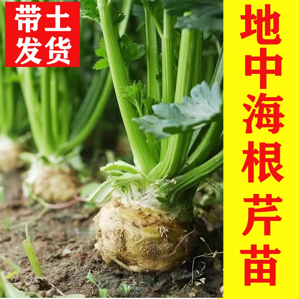 根芹秧苗四季高产口感西芹洋芹进口根芹种籽阳台盆栽芹菜基地苗
