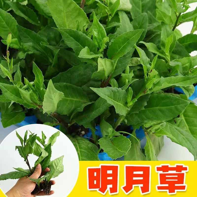 明月草苗富贵菜白凤菜可食用保健菜白背泰国尼基罗草盆栽庭院种植