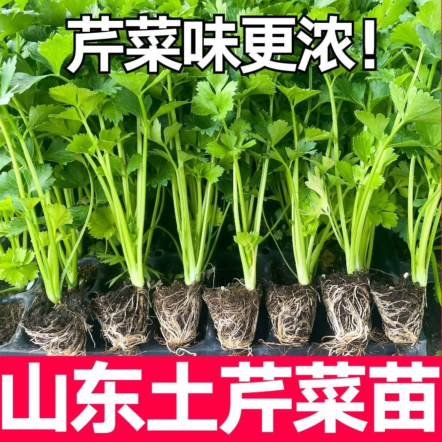 山东寿光土芹菜苗秧带土球春秋四季盆栽高产采收西芹红香芹种子籽