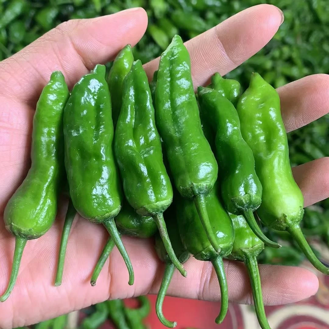 （小峰自营）正宗余干原产地枫树小辣椒现摘现发农家自种薄皮青椒