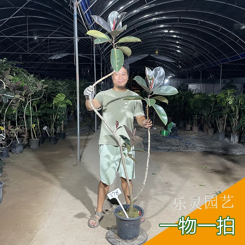 黑金刚橡皮树大盆栽客厅造型大叶绿植飘枝网红室内办公室一物一拍