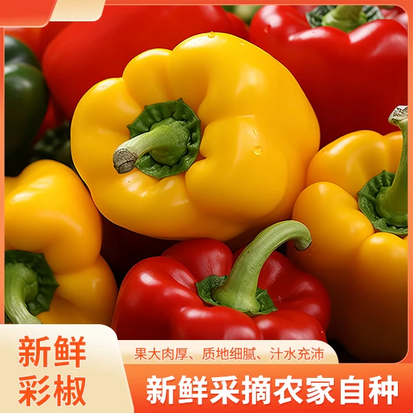 【顺丰包邮】彩椒 红黄两色混装 山东寿光直发美味鲜嫩  新鲜采摘