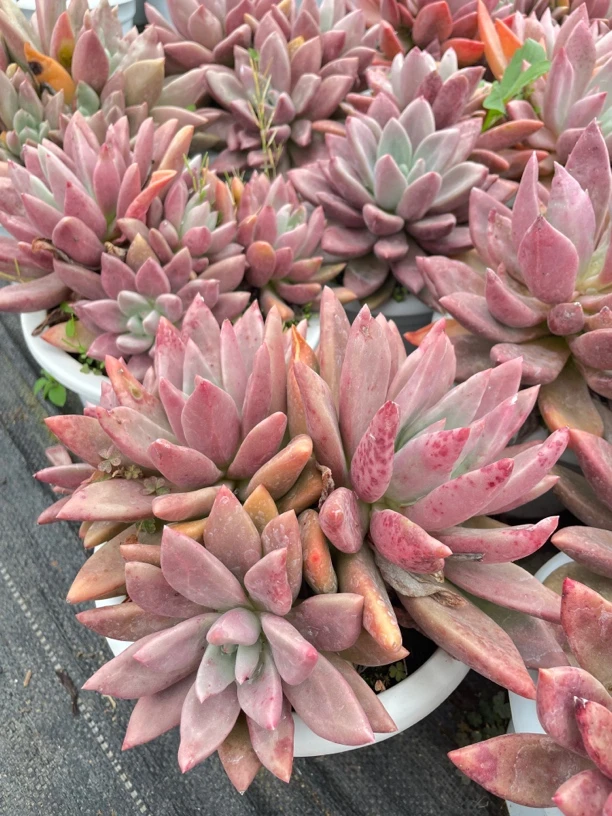 桃花源多肉状态很好两年老桩