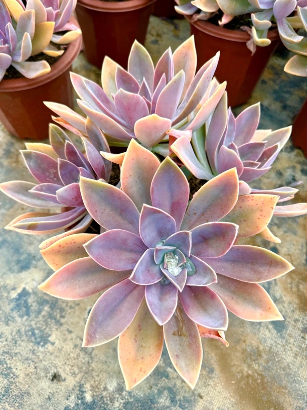 太妃糖冠幅45厘米巨无霸赠品多多一棵包邮偏远地区需补运费