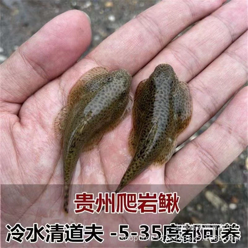 爬岩鳅冷水清洁工贵州爬岩鳅淡水工具鱼擦玻璃吃垃圾观赏鱼金鱼