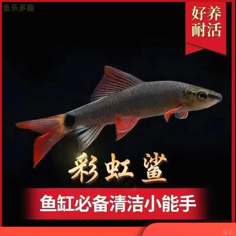 彩虹鲨清道夫清洁鱼热带鱼水族鱼缸工具鱼观赏鱼冷水清道夫鱼黑色