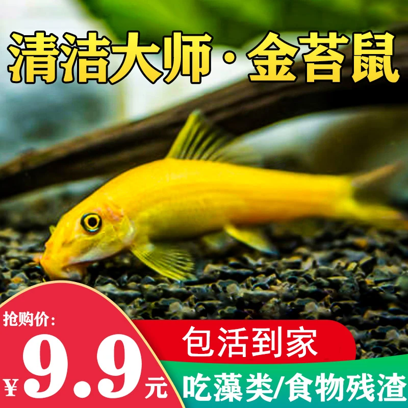 金苔鼠观赏鱼清道夫热带鱼工具鱼淡水好养鱼缸除藻清洁粪便活体鱼