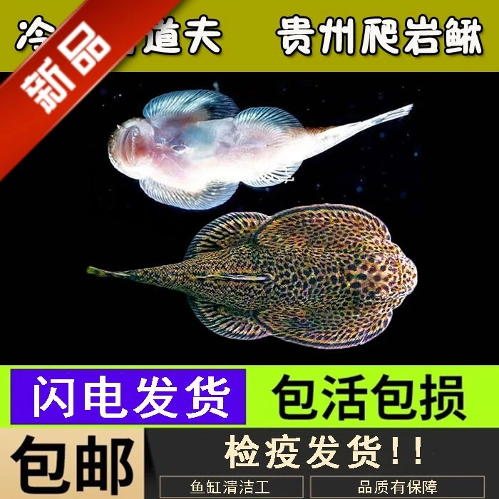 吸鳅双吸盘琵琶鱼清道夫爬岩鳅擦玻璃清理北方藻类清洁鱼冷水鱼