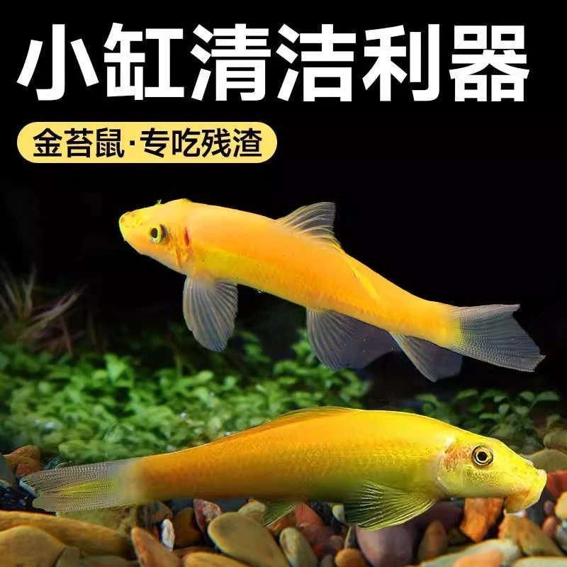 金苔鼠淡水清洁鱼新手养殖热带观赏鱼除藻鱼水族清缸小能手青苔鱼