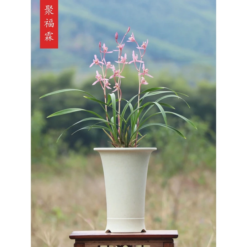 建兰红三娘蝶形瓣红色名贵精品高端翁源花卉植物盆栽室内