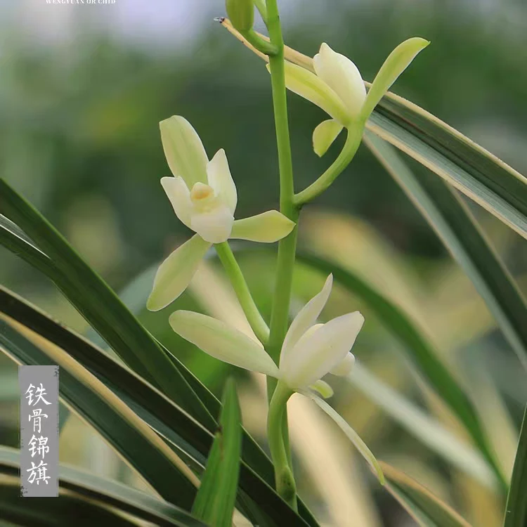 建兰【铁骨锦旗】素花