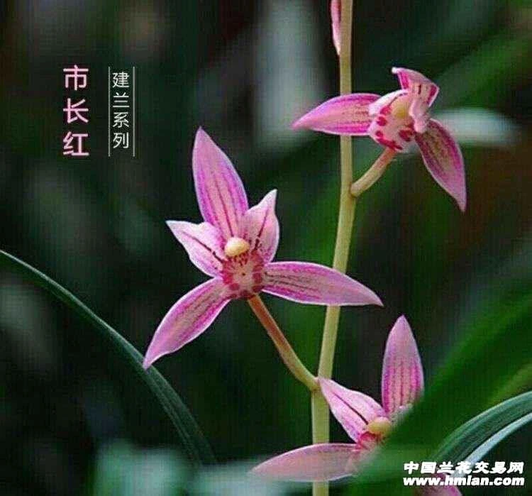 建兰【市长红】红花 花期6-11月份