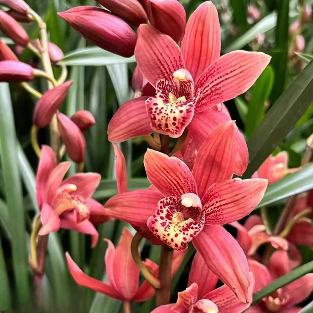 大花惠兰【红贵妃】浓香好养易活室内绿植花卉