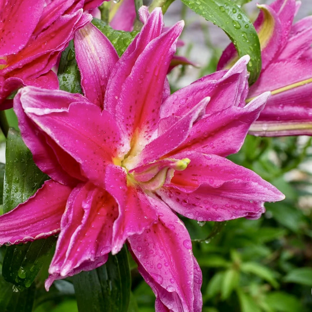 【重瓣—茱莉亚】1颗15/17重瓣香水百合 荷兰进口一代种球