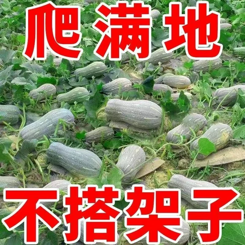 爬满地高产超甜蜜密本南瓜种耐运输易种蔬果春季播种蔬菜种