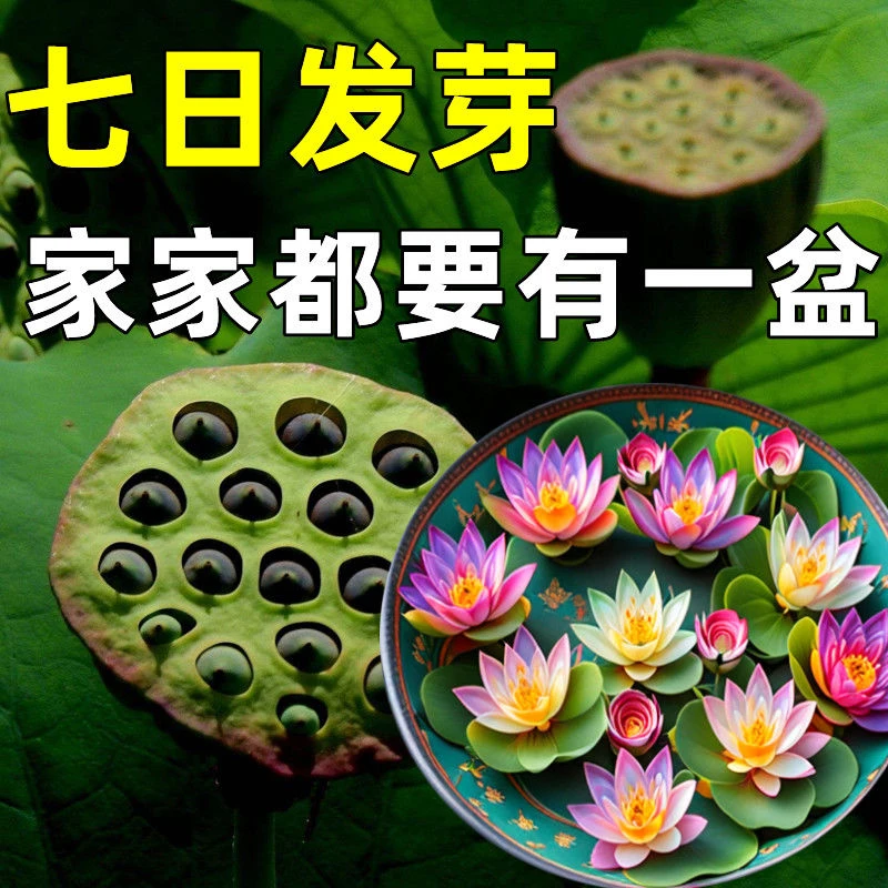七日发芽植物花卉室内莲花四季开花种绿植荷花盆栽水培无土睡莲