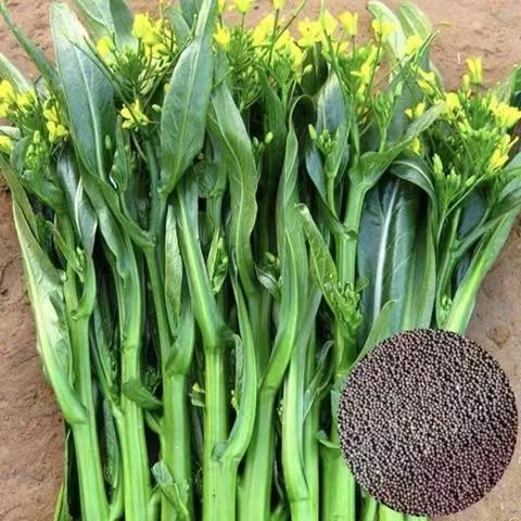 高产尖叶70菜心种子四季可播广东青菜苔种籽农家盆栽庭院蔬菜种子