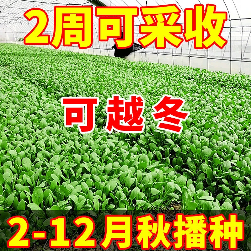 【2周可采收】速生鸡毛菜种子四季高产上海青小青菜种籽蔬菜种子