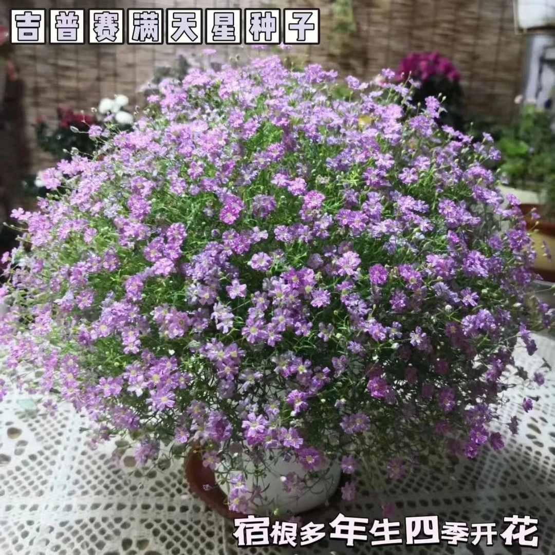吉普赛满天星花卉种子易种植易爆盆四季开花进口七彩多色阳台庭院