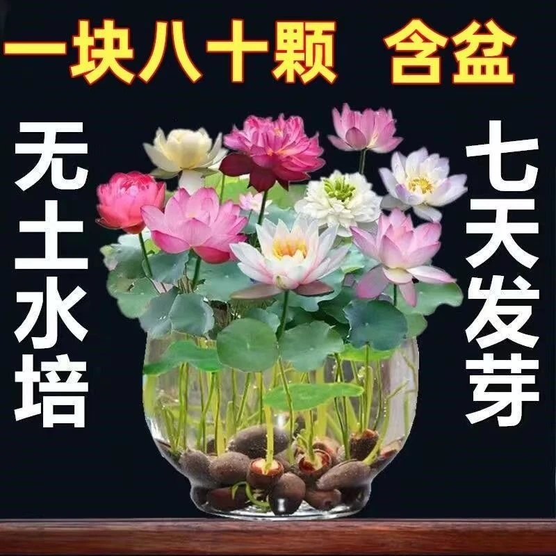 【7天发芽】碗莲种四季开花水培水养绿植睡莲荷花无土盆栽花卉