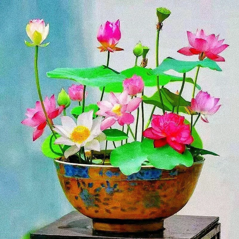 带盆碗莲种七彩五颜六色水培花卉水养四季荷花种绿植水缸莲花