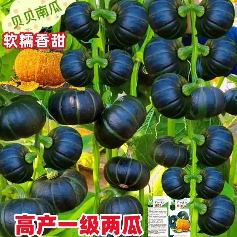 绿贝贝迷你高产小南瓜子香甜板栗味农家阳台庭院盆栽四季播蔬菜籽