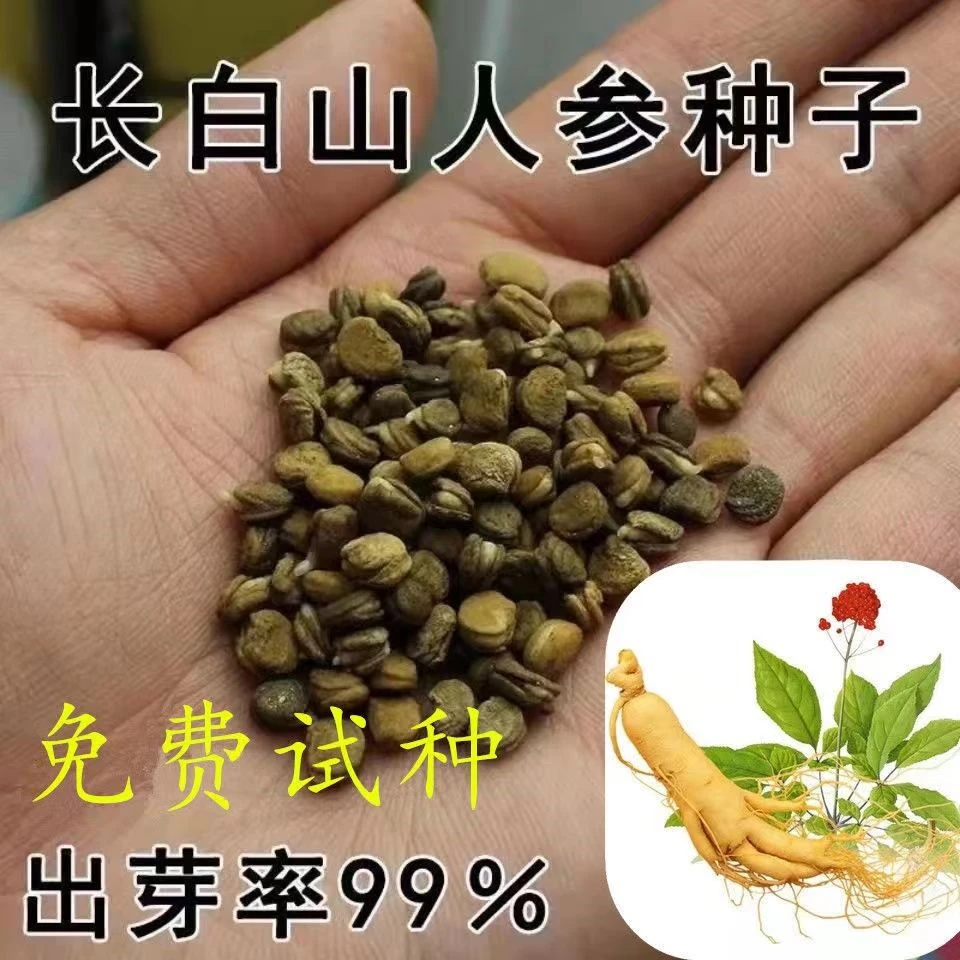 人参种子长白山野山参子人参种子四季阳台耐热长白山人参种子正宗