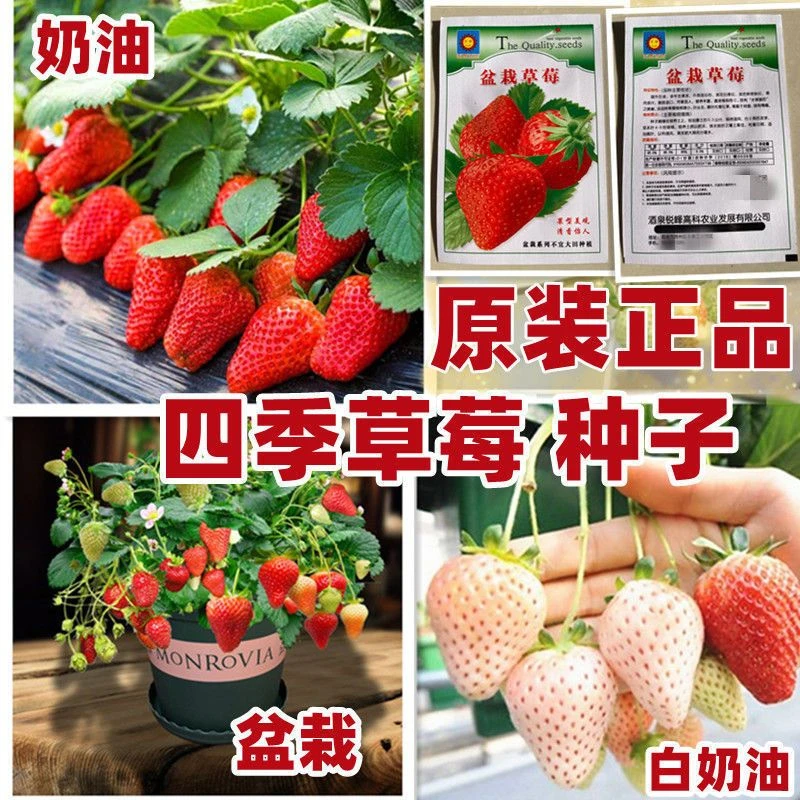 原厂装草莓种子四季种植奶油草莓籽四季草莓籽草莓种籽子水果种孑
