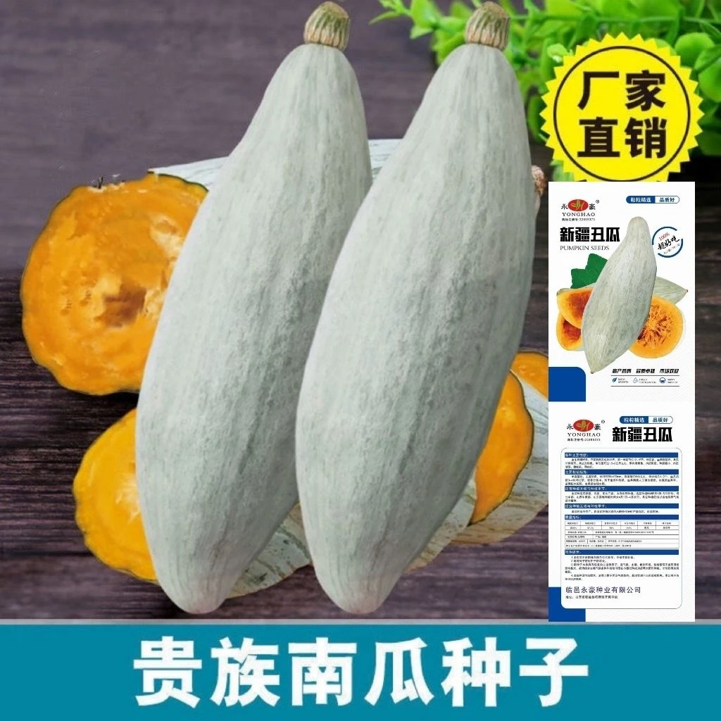 贵族南瓜种子春秋季新疆金丝栗瓜板栗南瓜种籽四季粉糯蔬菜种子