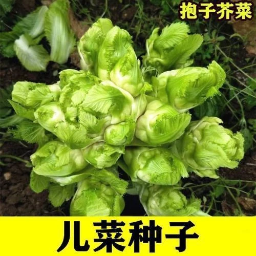 新种爆款正宗儿菜种四季娃娃青菜籽种秋冬季蔬菜种子高产易种