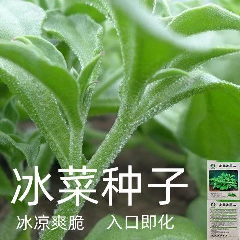 冰菜种子南方蔬菜四季种植长寿菜营养高钙冻不死易种高产冰草种籽