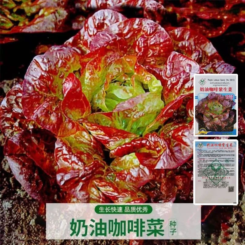 奶油咖啡紫生菜种子紫叶生菜籽耐热四季播冬季耐寒保健蔬菜种
