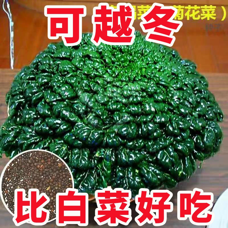 乌塌菜种子高钙保健蔬菜养心菊花菜种子春秋四季播农家易种蔬菜种