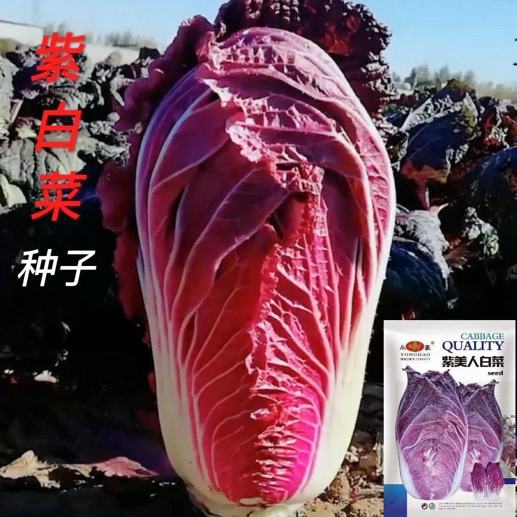 【今年新种】营养紫白菜种子紫色大白菜四季播种庭院农科院蔬青菜