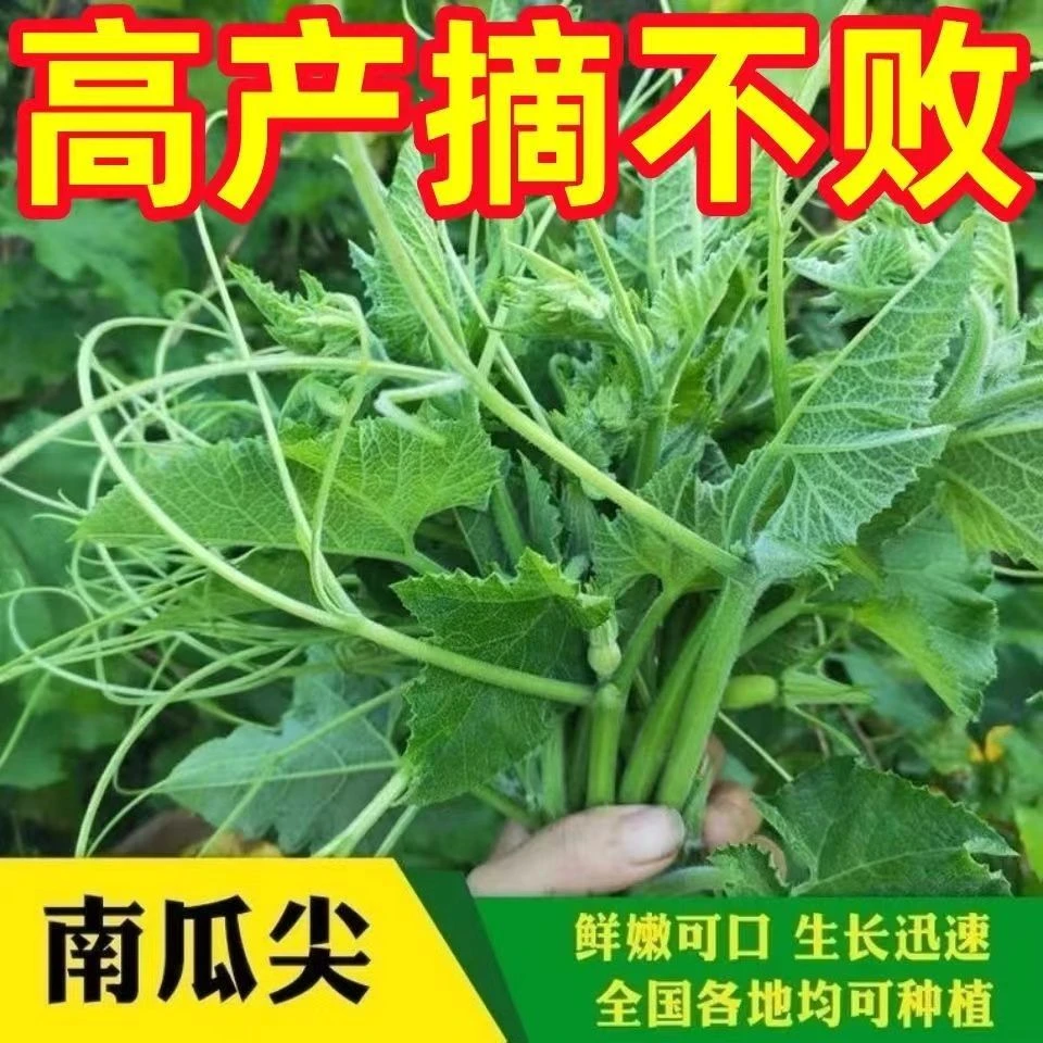 南瓜苗种子专门吃南瓜尖高产速生南瓜尖南瓜藤南瓜茎嫩叶蔬菜种籽
