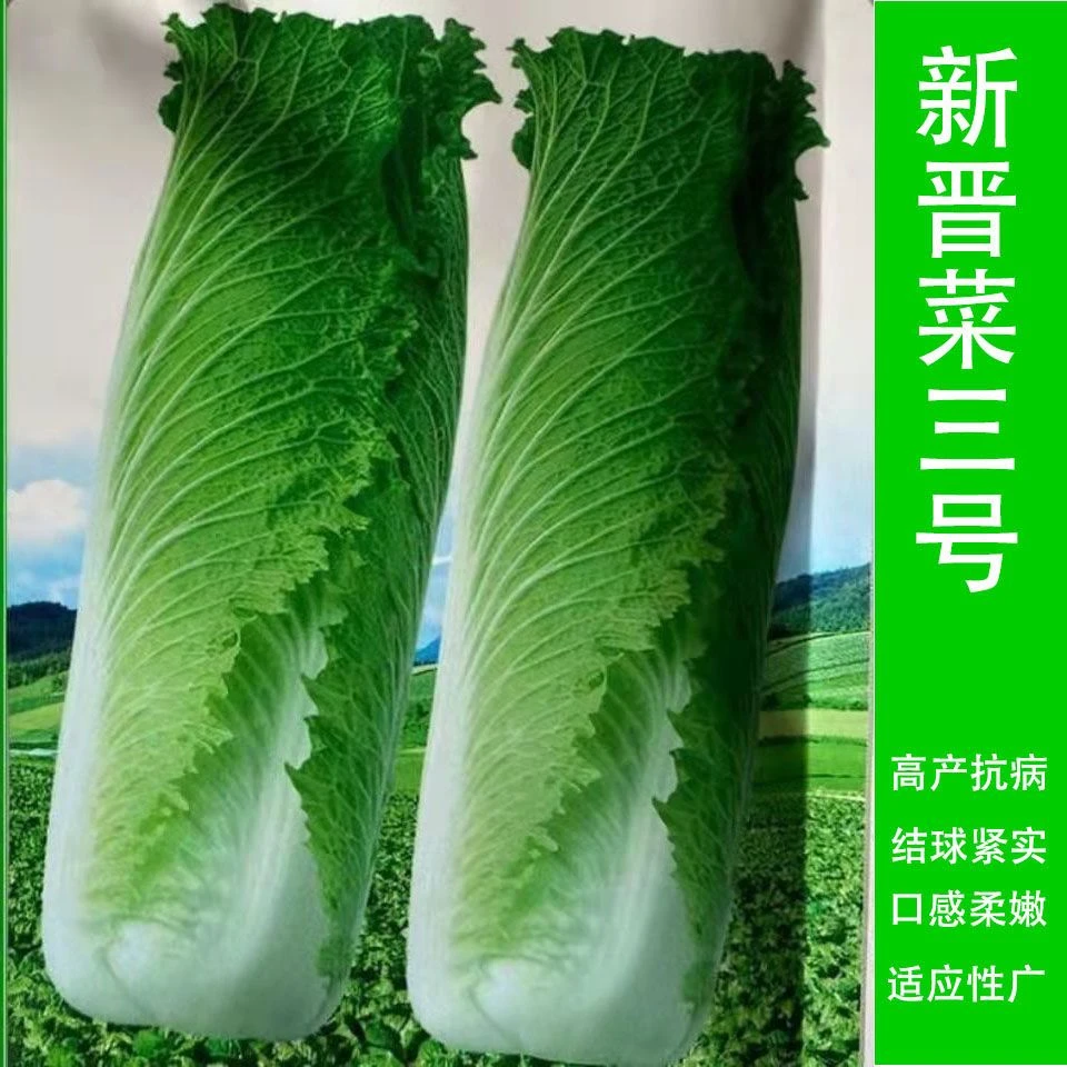 【大白菜种子】青麻叶大白菜种子青口白菜籽四季蔬菜种子青菜籽
