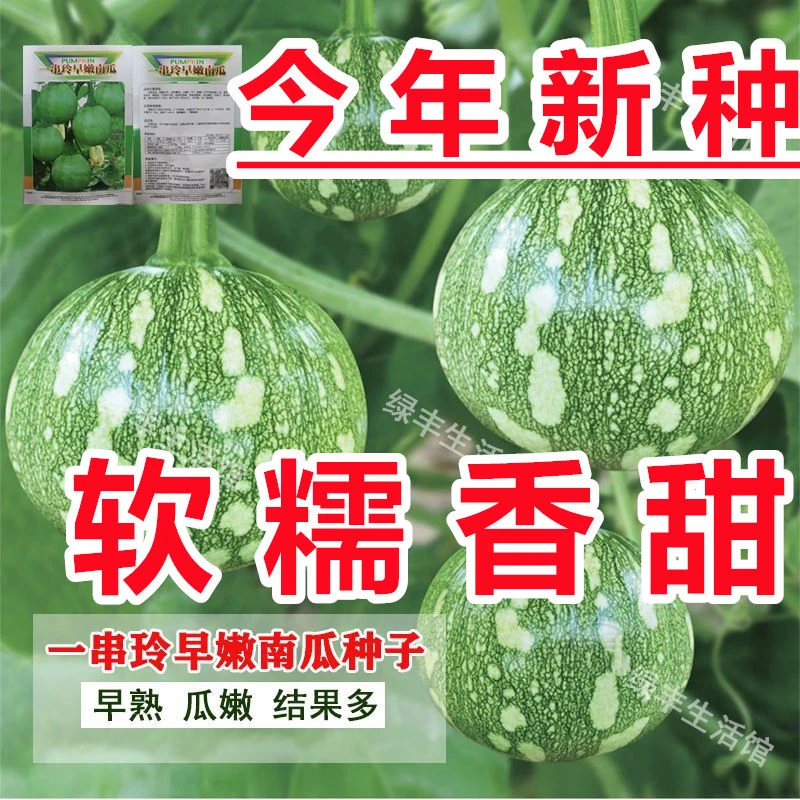 早熟嫩南瓜种子一串铃小南瓜种籽花皮小青瓜春秋农家田园蔬菜种子