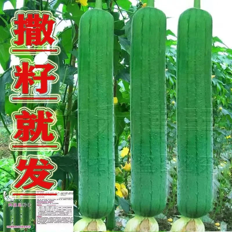 清香肉丝瓜种子高产早熟瓜种子四季香丝瓜当季阳台易活瓜果蔬菜籽