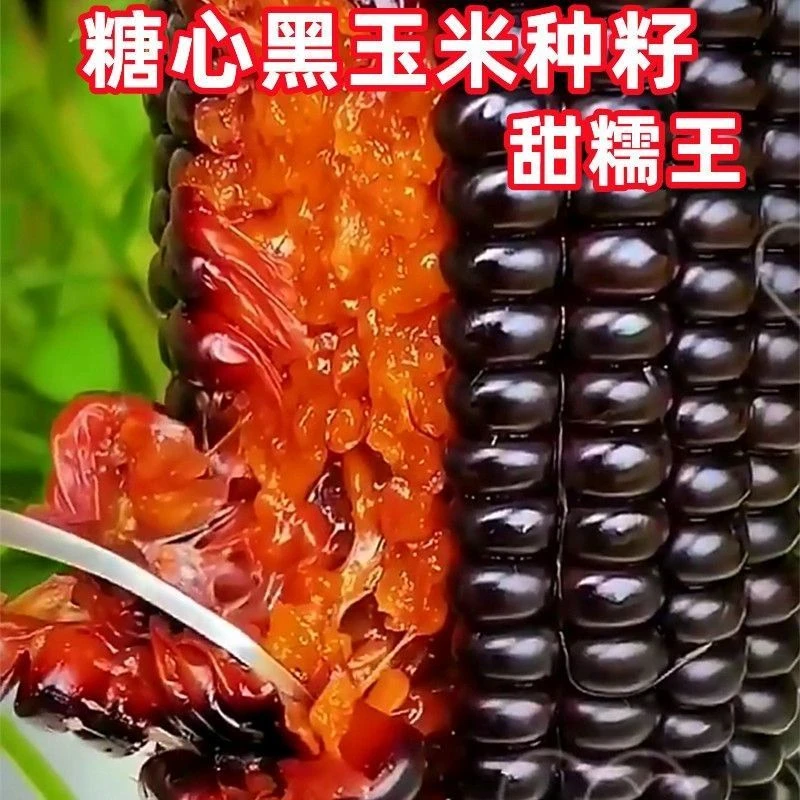 黑甜糯粘玉米种子黑苞米水果玉米种籽大全非转基因四季播超大超甜