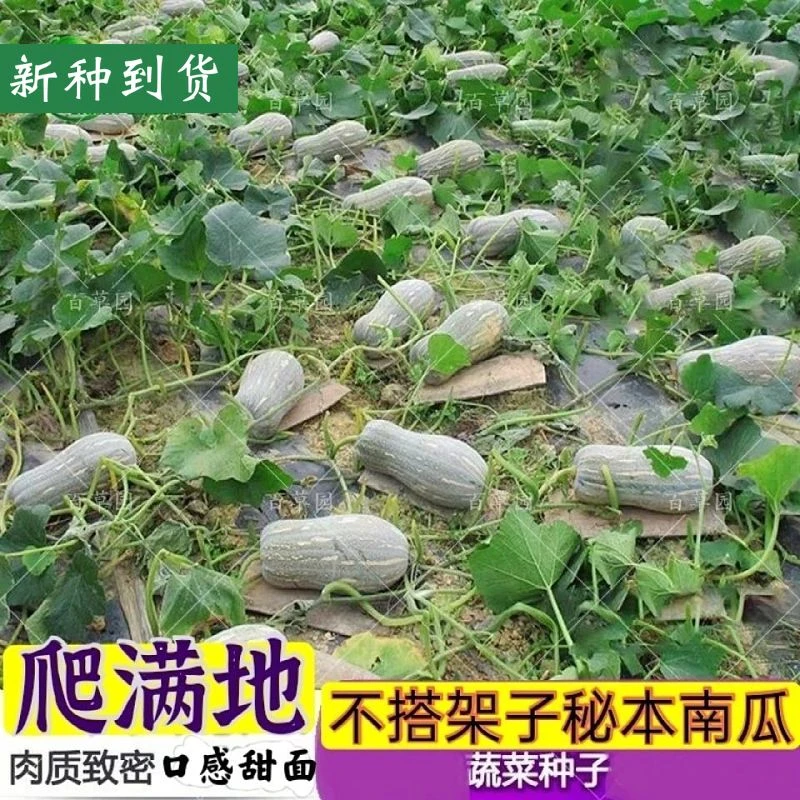 满地爬密本南瓜种籽粉甜面密本南瓜四季春天高产农家庭院蔬菜种籽