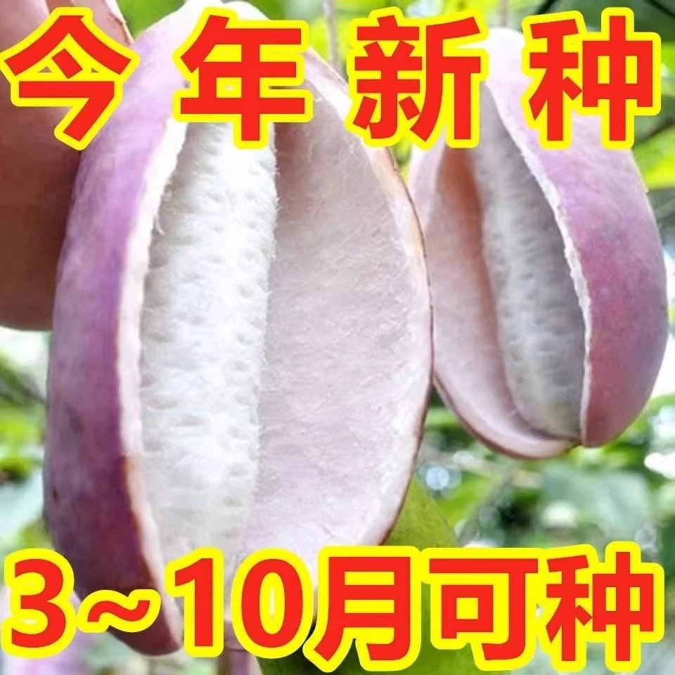 八月瓜种子特色紫果八月瓜苗树庭院爬藤植物新鲜水果炸种籽四季