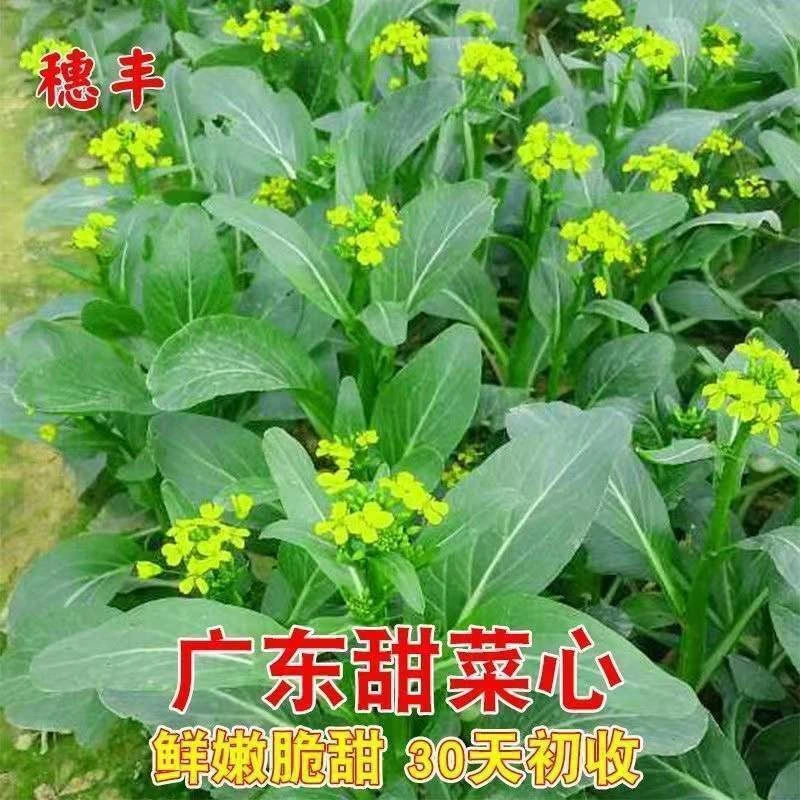 四季甜菜心种子春夏秋冬季广东四九菜心青菜种籽盆栽蔬菜种孑油青