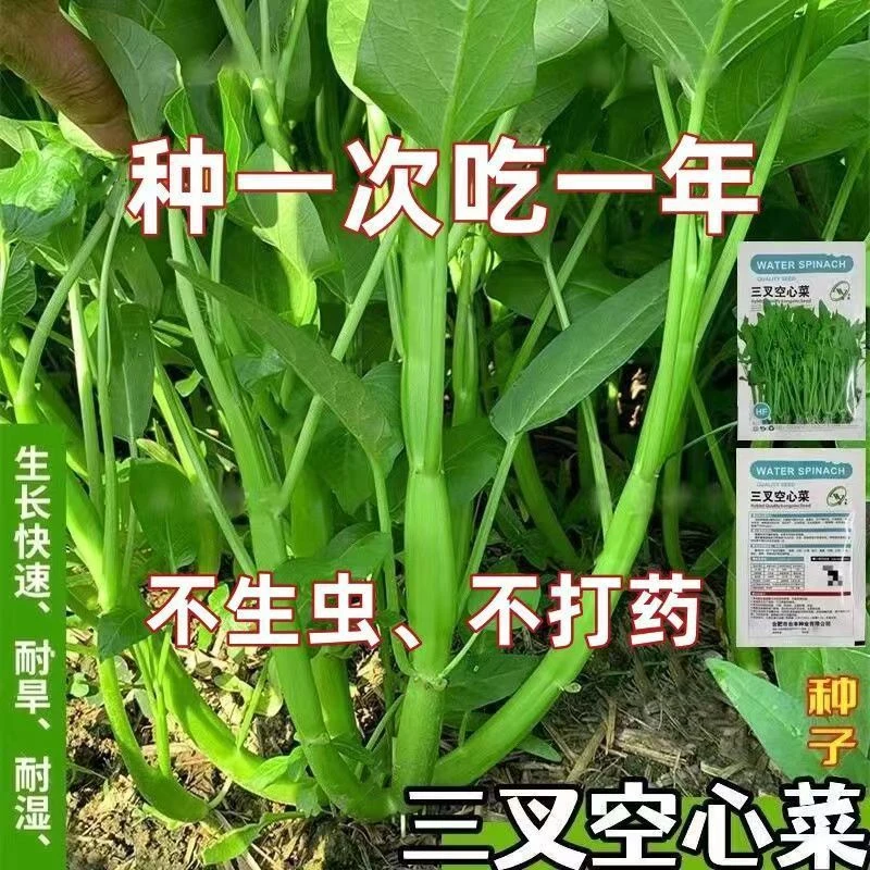 三叉空心菜种籽通心菜种子四季高产易种阳台盆栽大叶青菜种子