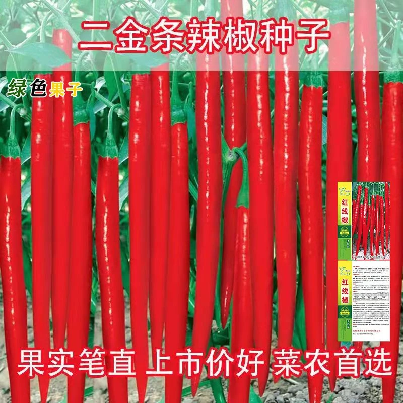二金条辣椒种籽线椒种子长条辣椒香辣四川海椒阳台庭院盆栽蔬菜籽