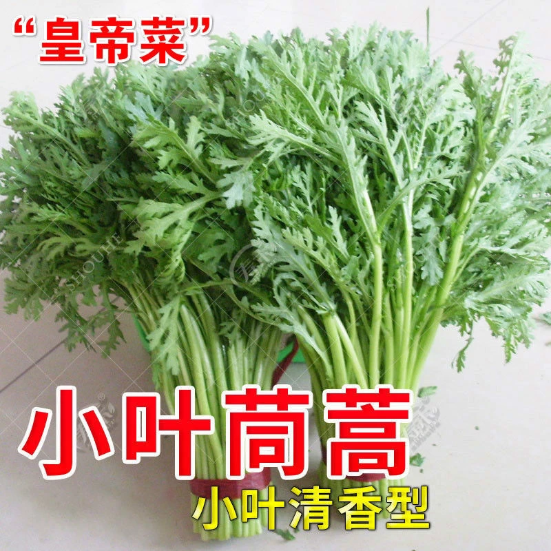 小叶茼蒿种子皇帝菜光杆茼蒿菊花菜种四季籽种青菜蔬菜孑菜籽批发