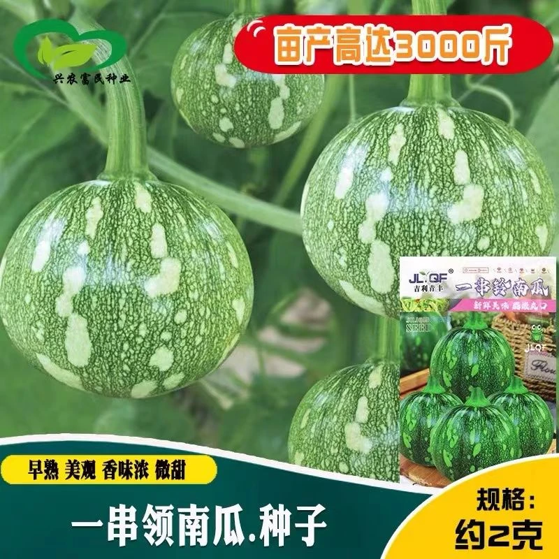 嫩早一串铃南瓜种种子阳台高产早熟小南瓜籽四季庭院种植蔬菜种子