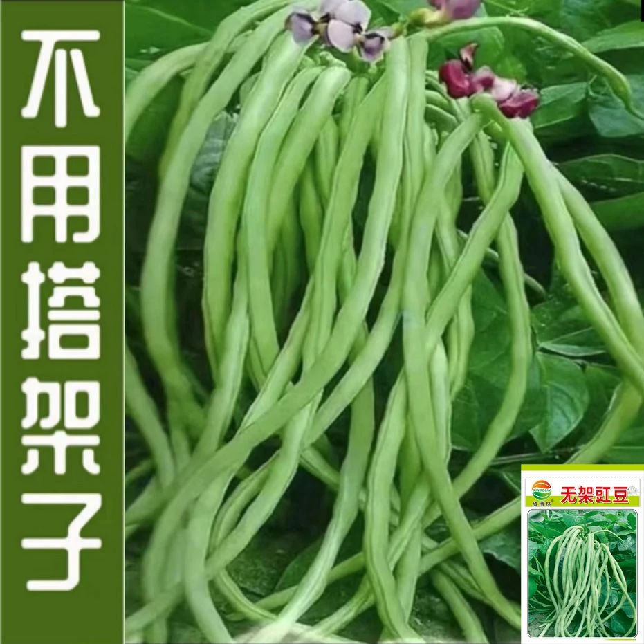 摘不败无架长豆角种子不用搭架子的长豆角蔬菜种籽四季播种长豇豆